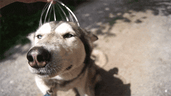 huskyhead